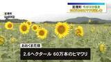 「阿武隈川河川敷に60万本のヒマワリ　子どもたちがゲームを楽しむ＜宮城・亘理町＞」の画像1