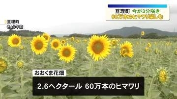 阿武隈川河川敷に60万本のヒマワリ　子どもたちがゲームを楽しむ＜宮城・亘理町＞