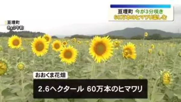 阿武隈川河川敷に60万本のヒマワリ　子どもたちがゲームを楽しむ＜宮城・亘理町＞