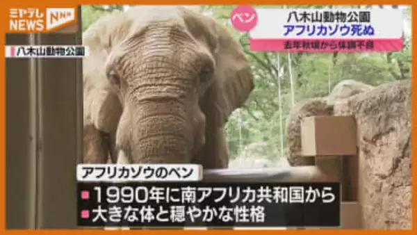 アフリカゾウ『ベン』天国へ…2024年秋頃から体調不良続く、23日から献花台を設置（仙台市・八木山動物公園）