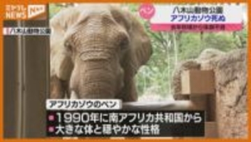 アフリカゾウ『ベン』天国へ…2024年秋頃から体調不良続く、23日から献花台を設置（仙台市・八木山動物公園）