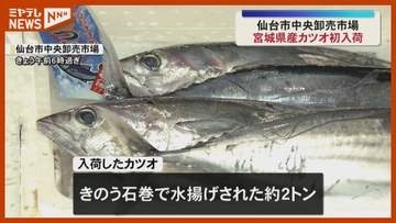 小ぶりながらも身引き締まる『宮城県産カツオ』、今シーズン初入荷（仙台市中央卸売市場）