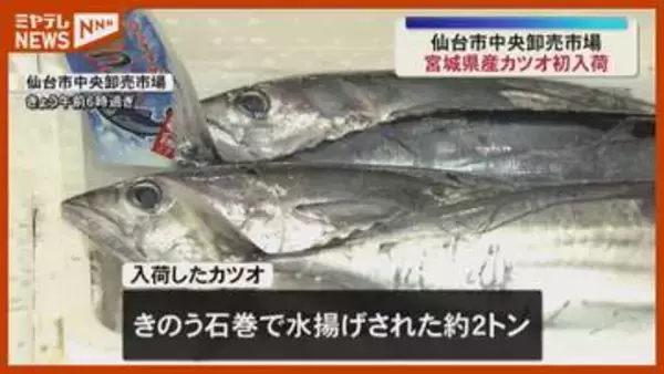 小ぶりながらも身引き締まる『宮城県産カツオ』、今シーズン初入荷（仙台市中央卸売市場）