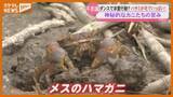 「津波の被害受けた『干潟』で…珍しい『ハマガニ』に出会う（仙台市・蒲生干潟）」の画像1