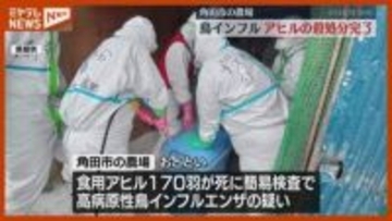農場で確認された『鳥インフルエンザ』、アヒル8170羽の殺処分が完了（宮城・角田市）