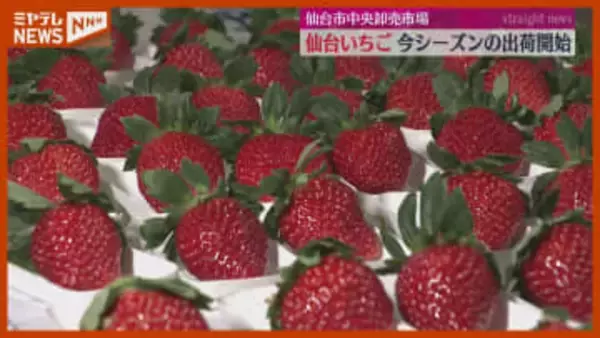 「イチゴ感が強くて、甘みを最初に感じる」“仙台いちご”の出荷始まる（仙台市中央卸売市場）