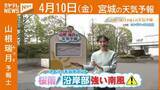「“サクラ雨　『沿岸部』は強い南風に注意” 10日(金)宮城の天気」の画像1