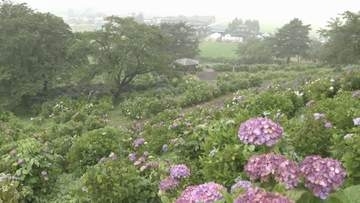 アジサイ1万7000株 梅雨空を彩る＜宮城・色麻町＞