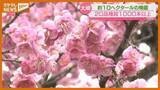「「白だったり赤だったり…」色とりどりのウメの花、訪れた人楽しませる（宮城・大崎市）」の画像1