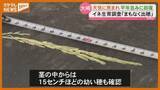 「イネ生育調査 大崎では天気に恵まれ平年並みに回復 幼穂も確認・宮城」の画像1