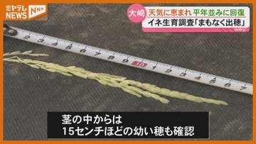 イネ生育調査 大崎では天気に恵まれ平年並みに回復 幼穂も確認・宮城