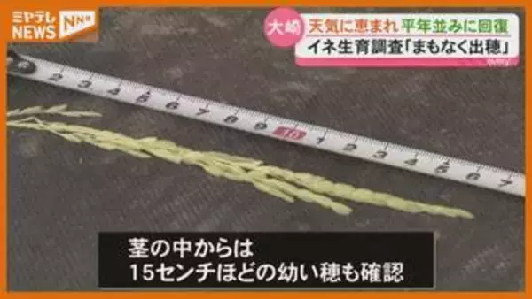 イネ生育調査 大崎では天気に恵まれ平年並みに回復 幼穂も確認・宮城
