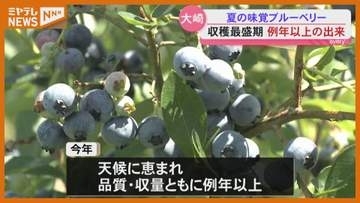 品質は例年以上 ブルーベリー収穫が最盛期＜宮城・大崎市鳴子温泉＞