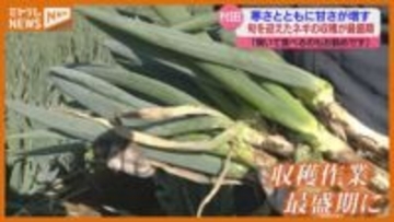 「焼いて食べるのもお勧め」寒さとともに甘さ増すネギ、収穫が最盛期（宮城・村田町）