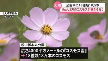 色とりどりのコスモスが咲きそろい見頃に（宮城県大崎市）
