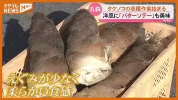 「バターソテー試していただきたい」春の味覚『タケノコ』の収穫 始まる（宮城・丸森町）