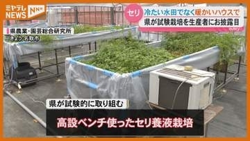 冬の味覚セリ"暖かなハウスで"養液栽培をお披露目＜宮城・名取市＞