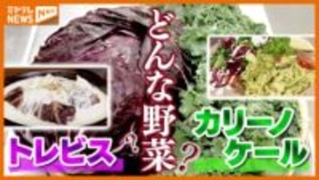 ワインレッド鮮やか『トレビス』にフリル状『カリーノケール』とは？仙台市が販路拡大めざす