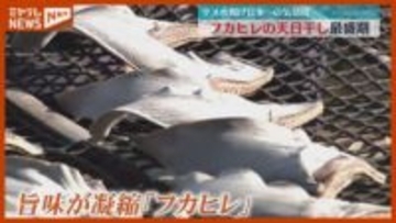 サメの水揚げ日本一の気仙沼市、高級食材『フカヒレ』の天日干し作業が最盛期（宮城）