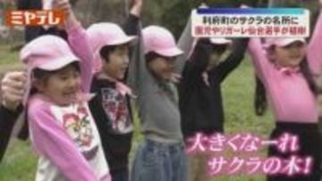 「大きくなあれ！サクラの木！」園児やリガーレ仙台のメンバー、 サクラを植樹(宮城・利府町)