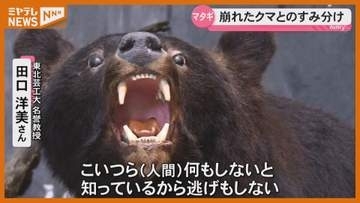 【特集】なぜクマは市街地に？“マタギ”の警鐘から異常現象を読み解く