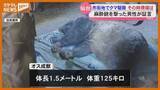 「【証言】麻酔銃撃った人「クマが人里に適応…」、マンション立ち並ぶ仙台・中心部にクマいすわる」の画像1
