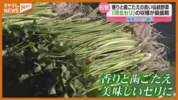 300年前から栽培…香りと歯ごたえ良い『河北セリ』が収穫最盛期（宮城・石巻市河北地区）