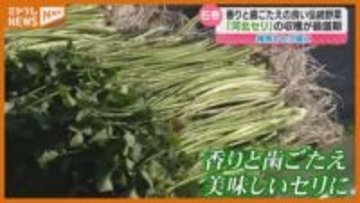 300年前から栽培…香りと歯ごたえ良い『河北セリ』が収穫最盛期（宮城・石巻市河北地区）