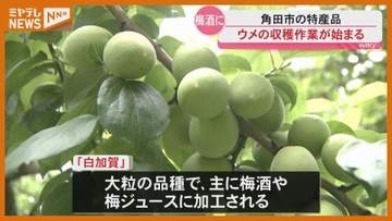 「去年より実が大きくなっている」特産のウメ…収穫 始まる（宮城・角田市）