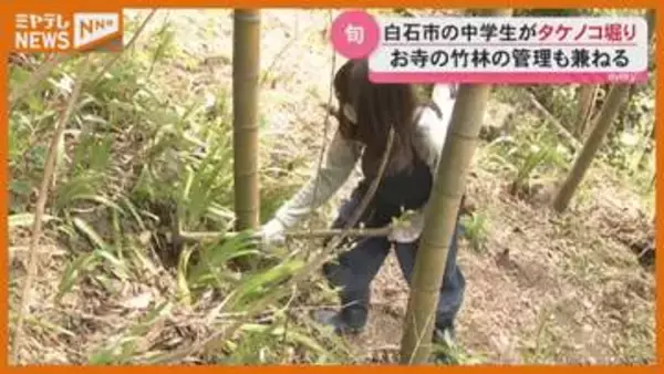 「掘る瞬間が気持ちいい」中学生がタケノコ収穫体験…お寺の竹林の手入れも兼ねて（宮城・白石市）