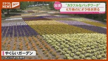 “パッチワーク”のような花畑、ビオラやネモフィラ咲き誇る『やくらいガーデン』（宮城・加美町）
