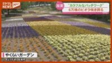 “パッチワーク”のような花畑、ビオラやネモフィラ咲き誇る『やくらいガーデン』（宮城・加美町）