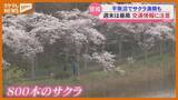 「【サクラ満開】登米市のサクラの名所『平筒沼』、11日と12日は『暴風』に警戒・宮城」の画像1