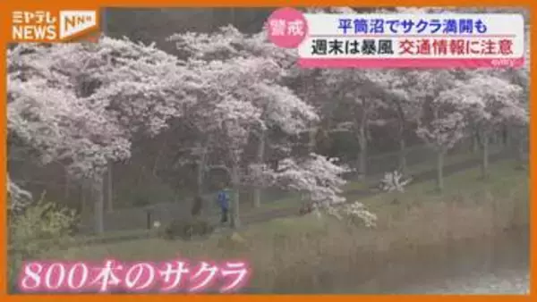 【サクラ満開】登米市のサクラの名所『平筒沼』、11日と12日は『暴風』に警戒・宮城