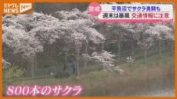 【サクラ満開】登米市のサクラの名所『平筒沼』、11日と12日は『暴風』に警戒・宮城
