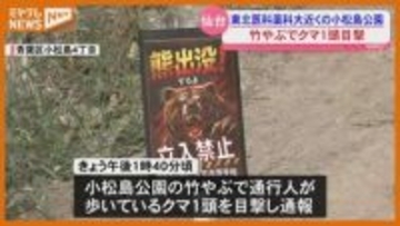 【クマ目撃】市中心部の広瀬川・河川敷では親子とみられる2頭…午後には青葉区『小松島公園』で1頭(仙台市)