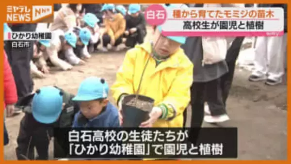 高校生が種から育てたモミジの苗木、幼稚園で園児と植樹(宮城・白石市）