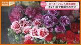 「「品数多く色もたくさん…選ぶ楽しさある」カーネーション入荷がピーク、『母の日』前に（仙台市中央卸売市場）」の画像1