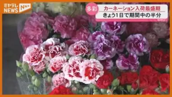 「品数多く色もたくさん…選ぶ楽しさある」カーネーション入荷がピーク、『母の日』前に（仙台市中央卸売市場）