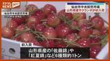 「「今の時期しか食べられない」旬！山形県産サクランボ『初入荷』（仙台市中央卸売市場）」の画像1