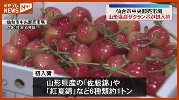 「今の時期しか食べられない」旬！山形県産サクランボ『初入荷』（仙台市中央卸売市場）
