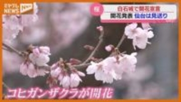【サクラ前線北上中】県南のサクラの名所『白石城』で開花宣言、『仙台』の開花発表は見送り・宮城