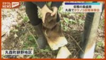 「楽しいです、ゆでて食べたい」旬のタケノコの収穫体験（宮城・丸森町）