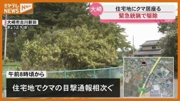 【緊急銃猟】大崎市の住宅地にクマ居座る　猟友会が駆除　市内では初　宮城