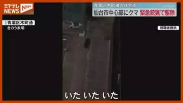 仙台市中心部のマンション敷地内にクマ…「緊急銃猟」で駆除 宮城