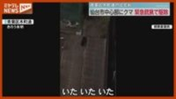 仙台市中心部のマンション敷地内にクマ…「緊急銃猟」で駆除 宮城