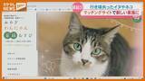「【運用開始】行き場失ったイヌやネコ、新たな飼い主と結ぶ『マッチングサイト』（宮城県）」の画像1