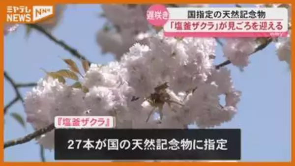 【見頃】国の天然記念物『塩釜ザクラ』…遅咲きの八重桜 （宮城・塩釜神社）