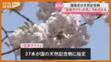 【見頃】国の天然記念物『塩釜ザクラ』…遅咲きの八重桜 （宮城・塩釜神社）