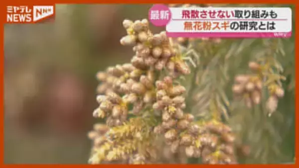 2026年は“大量飛散”か…国民の4割が『花粉症』、宮城県が進める“対策”も取材